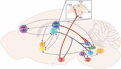 Response Flexibility: The Role of the Lateral Habenula